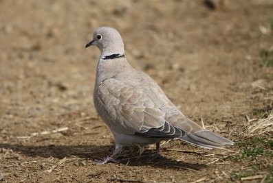 シラコバト　鳩